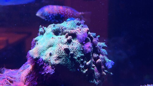 IMG_3808.jpeg