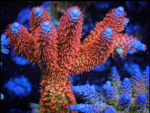 Screenshot 2023-12-14 110212.png (1.94 MiB) Vist 4988 gange Coral dream