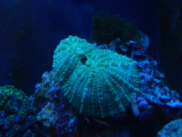 skiveanemone.jpg