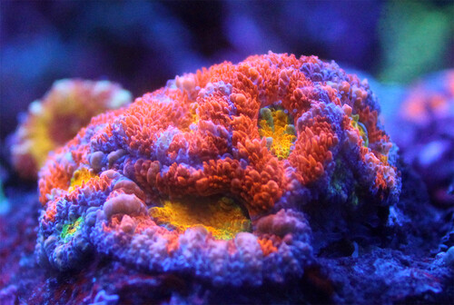 micromussa coral
