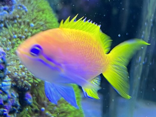 Pseudanthias bimaculatus