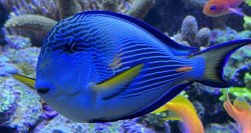 Acanthurus sohal