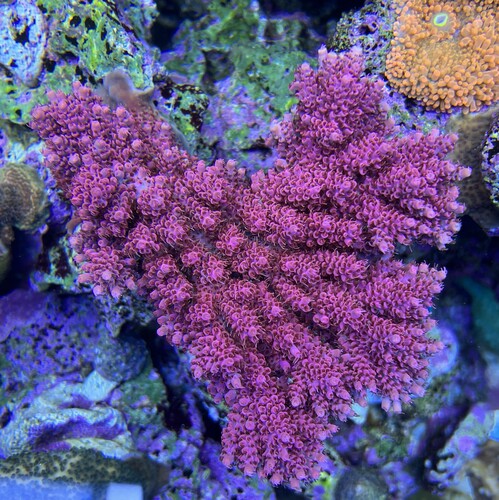 Acropora hyacinthus pink