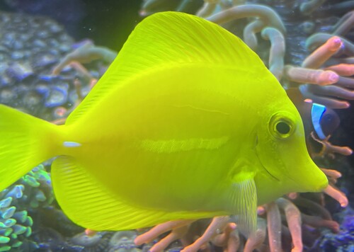 Zebrasoma flavescens