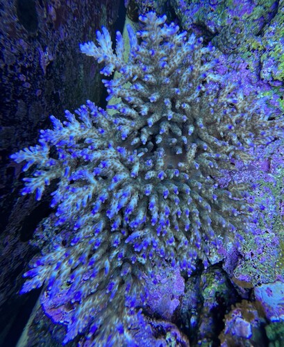 Acropora efflorescens