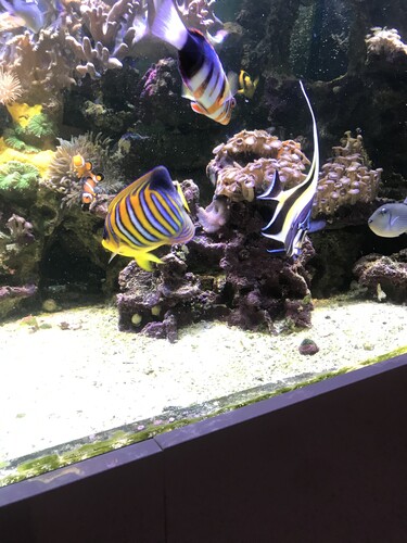 8F547A48-EDAF-4F12-B273-393B38F86D17.jpeg (3.33 MiB) Vist 5300 gange Det er min ultimative triumf fisk