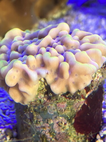 Montipora Beach Bom