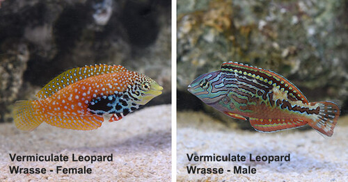 vermiculate-leopard-wrasse-female-male.jpg
