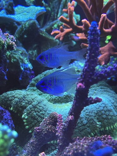 apogon leptacanthus Night