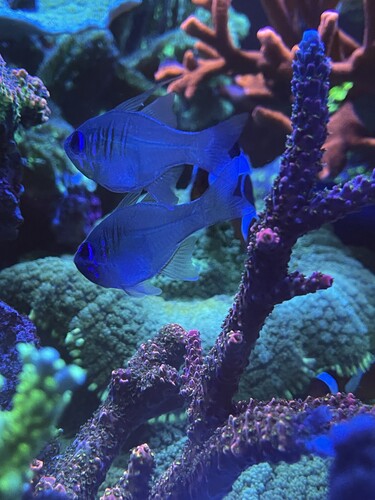 apogon leptacanthus