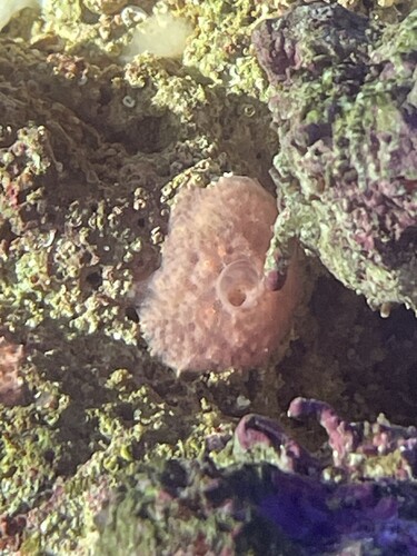 IMG_3105.jpeg (1.57 MiB) Vist 3552 gange Sv03