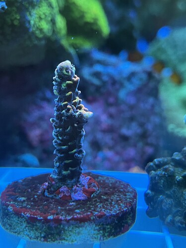 IMG_3084.jpeg (1.87 MiB) Vist 3552 gange 1s