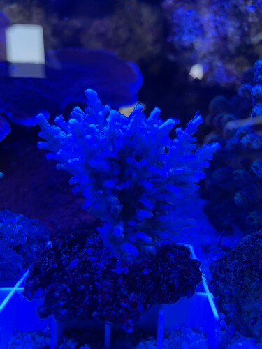 72561804187__8908E55F-3DC5-4802-86B9-AD03EB6A39FA.jpeg (1.58 MiB) Vist 3552 gange Dead01