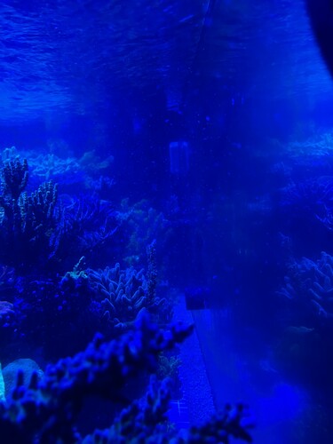 IMG_3111.jpeg