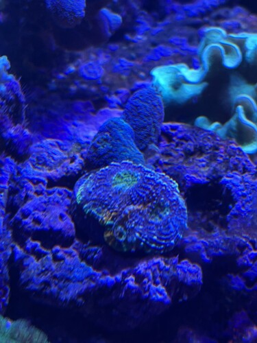 En superduper rainbow unikumpora