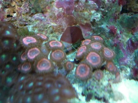 Skrig pink polyp.JPG