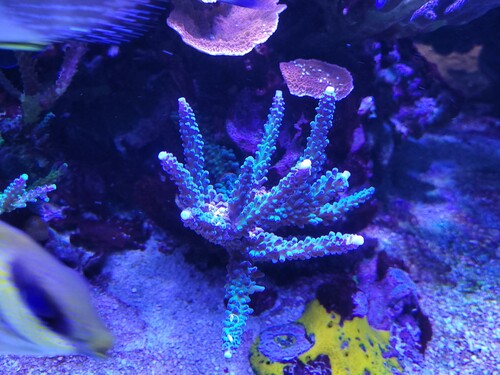 Acropora gomezi. Her placeret lidt dybt i revet.