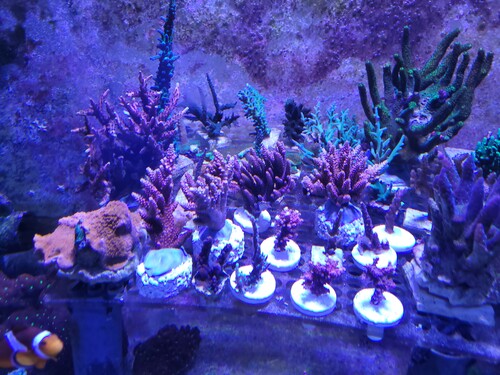 20240123_205129.jpg (3.46 MiB) Vist 2943 gange Her i pro indstilling, men ingen filtre.