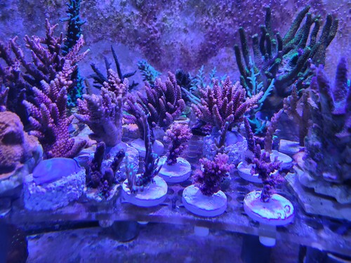 20240123_204258.jpg (3.35 MiB) Vist 2943 gange Her i almindelig indstilling, uden filter. Mere blåt lys