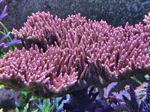 20240122_114531.jpg (3.05 MiB) Vist 2936 gange CB maleficent. Moderkorallen.