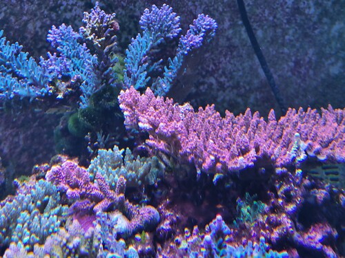 JF fox flame. Moderkorallen.