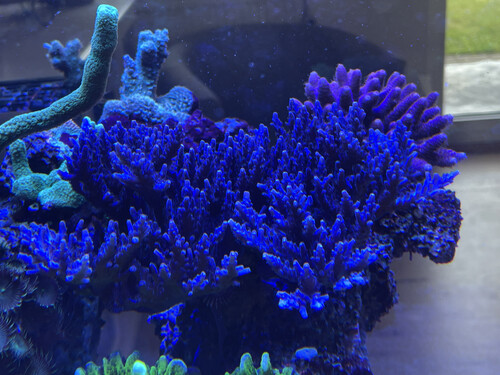 Acropora Effloescens Blue.jpg