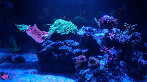 IMG_4327.jpeg