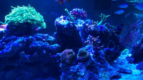 IMG_4333.jpeg