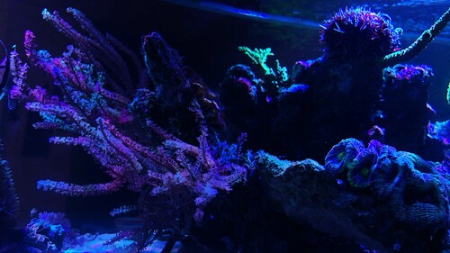 IMG_4337.jpeg