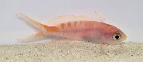 pseudanthias_lori_wm.jpg