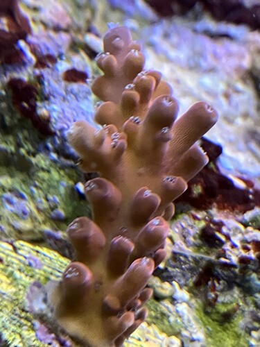 IMG_1787.jpeg (1.58 MiB) Vist 2646 gange P.O.T.O FlameThrower