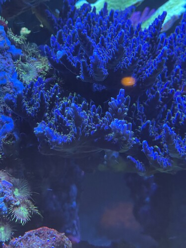 Acropora Efflorescens  “deep blue”