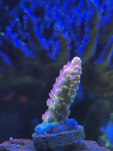 Grow1