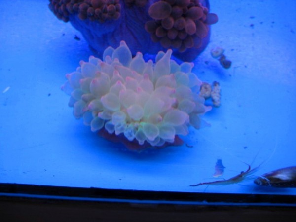 IMG_0990.JPG