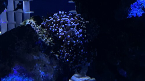 IMG_4652.jpeg