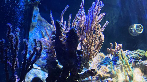 IMG_4638.jpeg