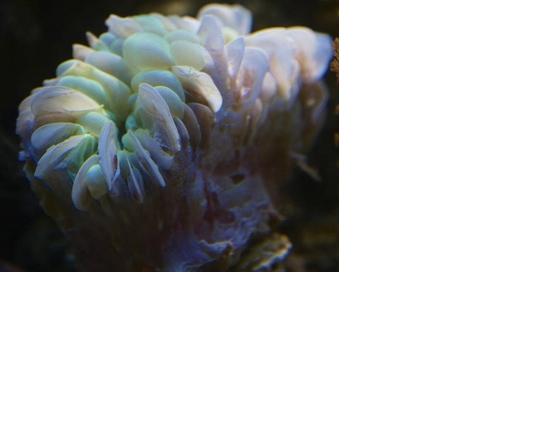 anemoneting.JPG
