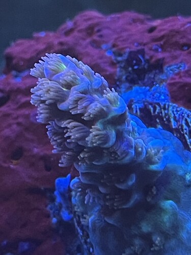 Acropora Tenuis “Cherry Blossom ”