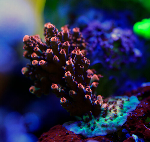 Acropora Sp Unknown.jpg (2 MiB) Vist 11982 gange Unknow