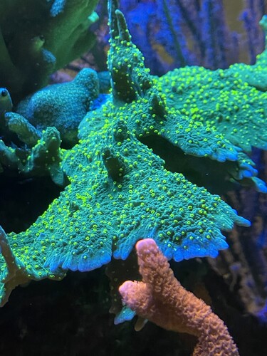 IMG_3689.jpeg (2.68 MiB) Vist 11930 gange 2