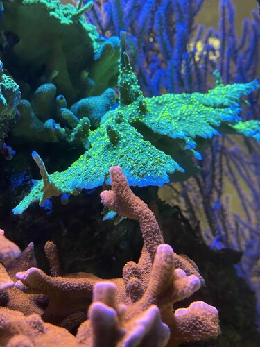 IMG_3688.jpeg (3.04 MiB) Vist 11930 gange 1