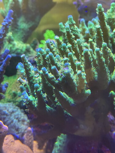 IMG_3725.jpeg (2.57 MiB) Vist 11620 gange WD