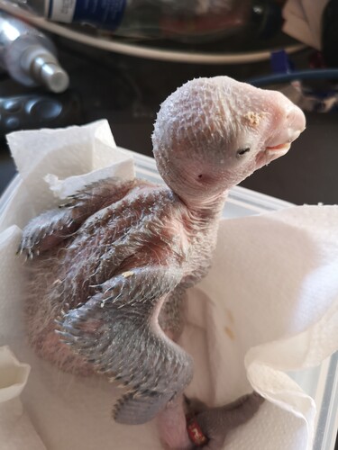 17 dage gammel, vægt 266 gram