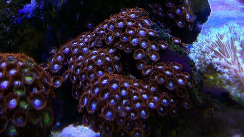 IMG_5051.jpeg