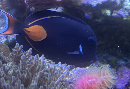 Acanthurus achilles