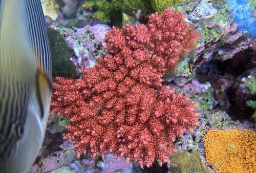 Acropora hyacinthus pink