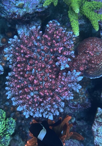 Acropora hyacinthus