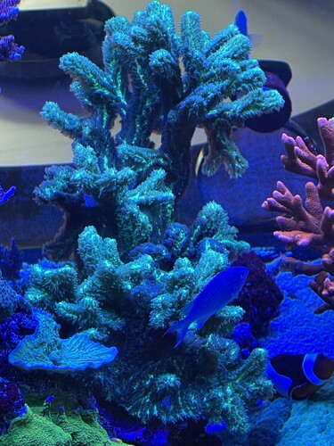 Hydropora02