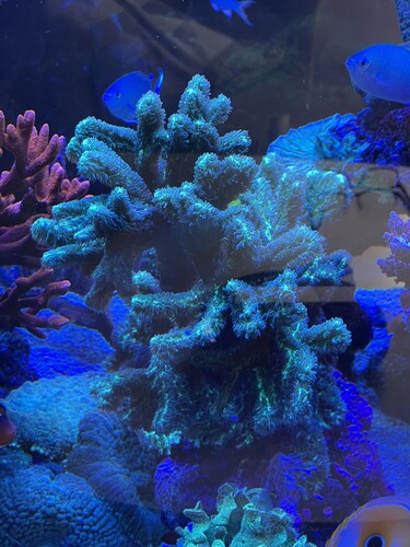 Hydropora01