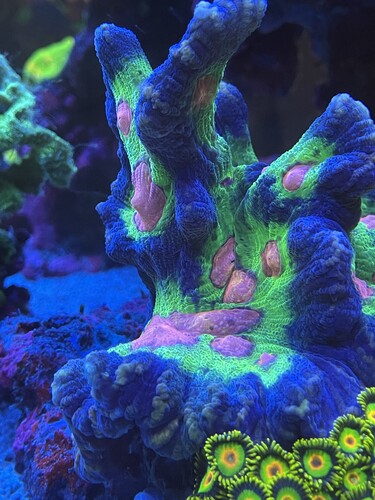 Coral01